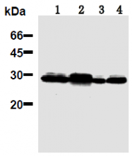 AM26692AF-N - 14-3-3 protein pan