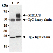 AM26693AF-N - MICA + MICB