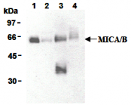 AM26694AF-N - MICA + MICB