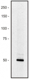 AM26707PU-N - PCLO