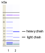 AM26750PU-N - Claudin-6 / CLDN6