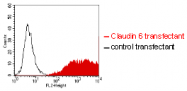 AM26750PU-N - Claudin-6 / CLDN6