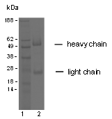 AM26751PU-N - Claudin-9 / CLDN9
