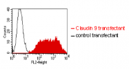 AM26751PU-N - Claudin-9 / CLDN9
