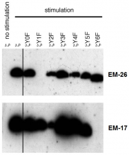 AM26756PU-N - CD247 / CD3Z