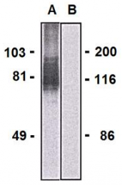 AM26764RP-N - LARGE