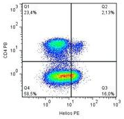 AM26777RP-N - ZNFN1A2 (IKZF2, Helios)