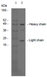 AM26786PU-N - CD309 / VEGFR-2 / Flk-1