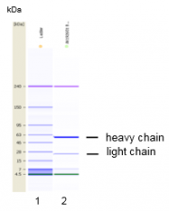 AM26787PU-N - Erythropoietin receptor