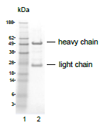 AM26789PU-N - CD309 / VEGFR-2 / Flk-1
