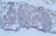 AM31238AF-N - CD154 / CD40L