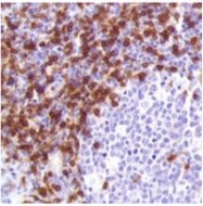 AM32443PU-N - CD3