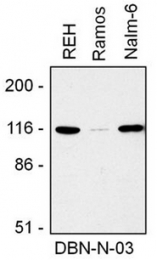 AM32471PU-N - Drebrin
