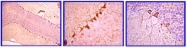 AM32508PU-N - HCN1 / BCNG1
