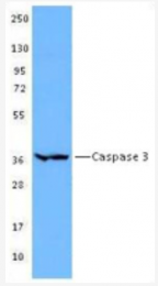 AM32544BT-N - Caspase-3
