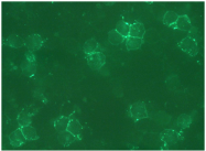 AM32703FC-N - CD4