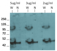 AM32709PU-N - MYOD1