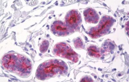 AM32798PU-N - CD227 / Mucin-1 / MUC1