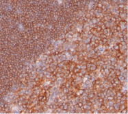 AM32848PU-T - CD19