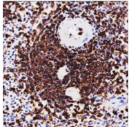AM32858PU-T - CD45 / LCA