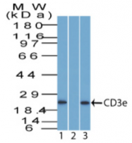 AP32834PU-T - CD3