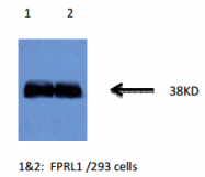 AM32959PU-N - FPR2 / FPRL1