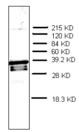 AM32967PU-N - Prothymosin alpha