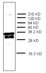 AM32968PU-N - Prothymosin alpha