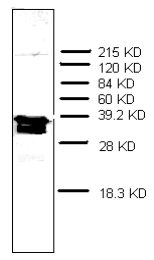 AM32969PU-N - Prothymosin alpha