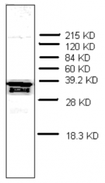 AM32972PU-N - Prothymosin alpha