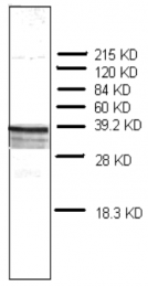 AM32973PU-N - Prothymosin alpha