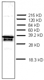 AM32975PU-N - Prothymosin alpha