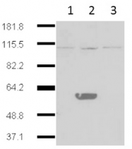 AM32983PU-N - IDO2 / INDOL1