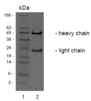 AM32986PU-N - HGF receptor