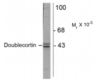 AM32994PU-N - Doublecortin