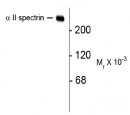 AM32996PU-N - Spectrin alpha chain (brain) / SPTAN1