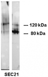 AM33005SU-N - CD324 / Cadherin-1