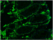 AM33006PU-N - Collagen type IV