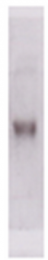 AM33033PU-N - CD50 / ICAM3