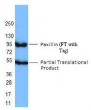 AM33052PU-S - Paxillin / PXN