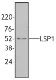 AM33059PU-S - LSP1 / WP34