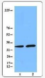 AM33084PU-S - Caspase-1