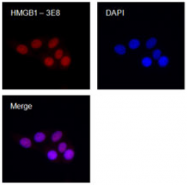AM33095PU-N - HMGB1