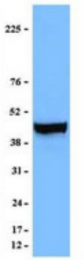 AM33096PU-S - Actin beta / ACTB