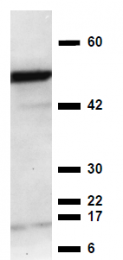 AM33114PU-N - Visfatin / NAMPT