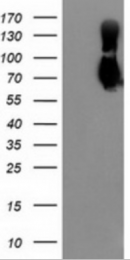 AM33169PU-N - Galectin-3-binding protein