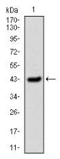 AM33172PU-N - SERPINE1 / PAI1