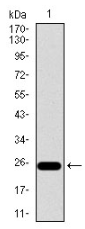 AM33173SU-N - CD104 / Integrin beta-4