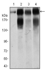 AM33173SU-N - CD104 / Integrin beta-4