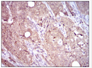 AM33173SU-N - CD104 / Integrin beta-4